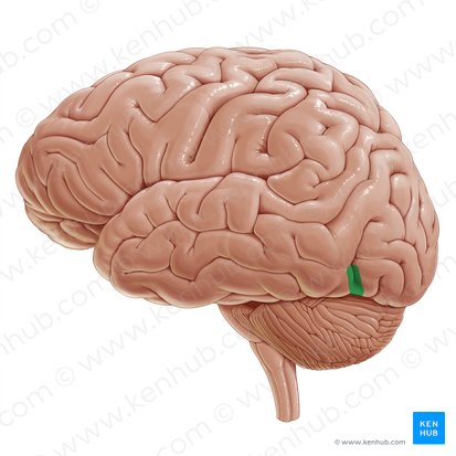 Preoccipital notch (Incisura preoccipitalis); Image: Paul Kim