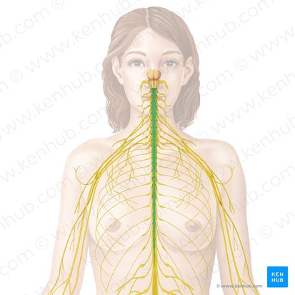 Spinal cord (Medulla spinalis); Image: Begoña Rodriguez