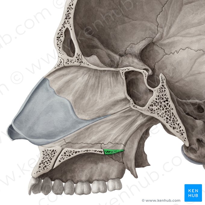 Horizontal plate of palatine bone (Lamina horizontalis ossis palatini); Image: Yousun Koh