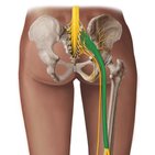 Sciatic nerve and its branches