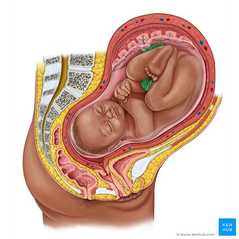 Umbilical cord: Anatomical structure and function