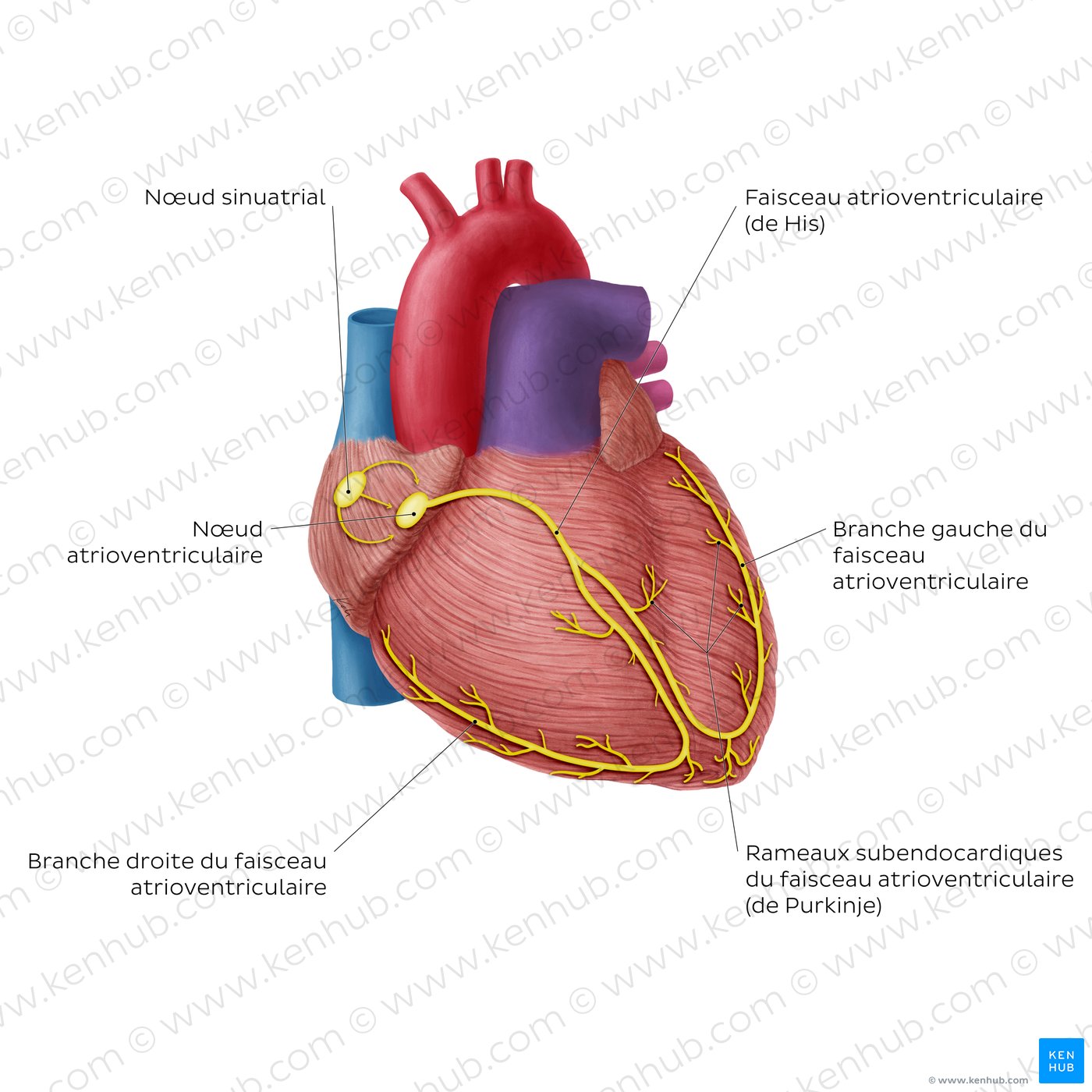 Conduction system of the heart