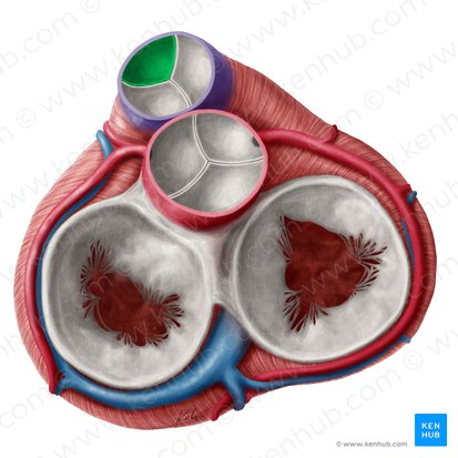 Cúspide semilunar anterior da valva pulmonar (Valvula semilunaris anterior valvae trunci pulmonalis); Imagem: Yousun Koh