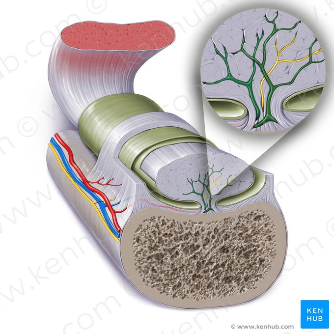 Blood vessels via mesotendon (Vasa sanguinea mesotendinis); Image: Paul Kim