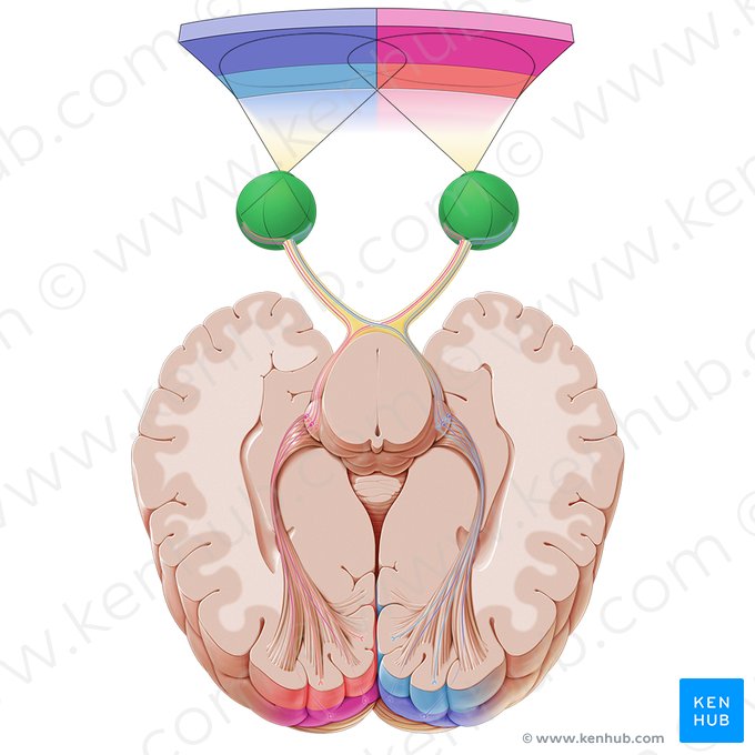 Bulbe oculaire (Bulbus oculi); Image : Paul Kim