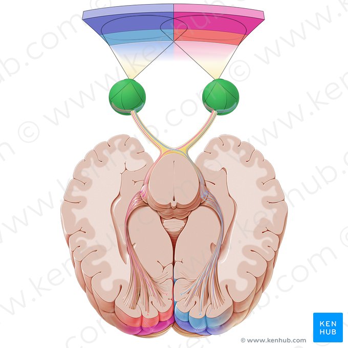 Globo ocular (Bulbus oculi); Imagem: Paul Kim