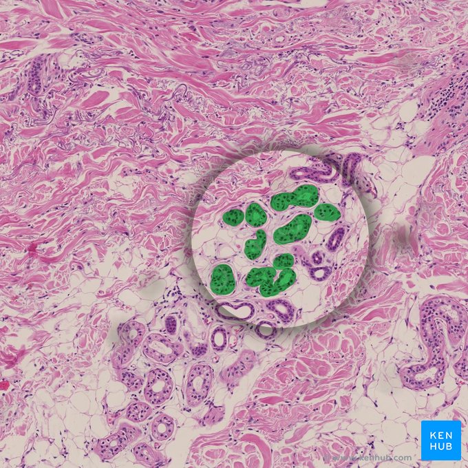 Sweat gland (Glandula sudorifera); Image: 