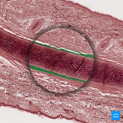 Perichondrium; Image: 
