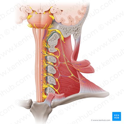 Raíz espinal del nervio accesorio (Radix spinalis nervi accessorii); Imagen: Paul Kim