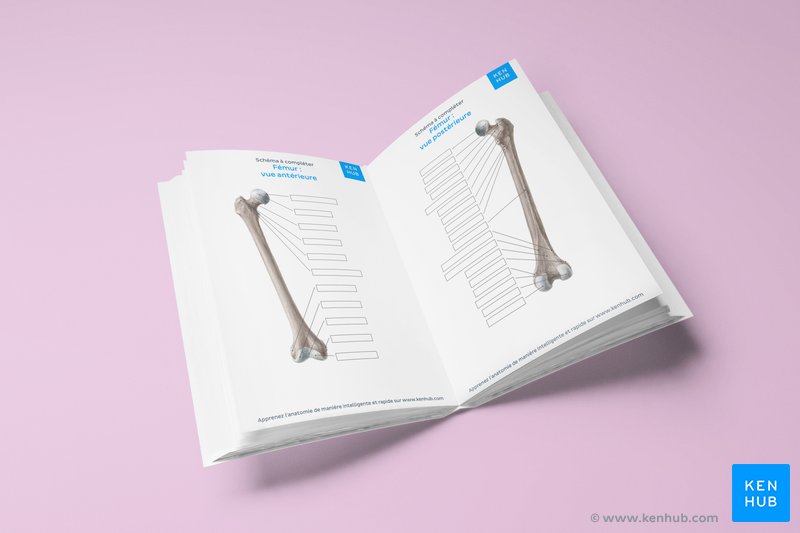 Schéma non légendé montrant le fémur (télécharger gratuitement le PDF ci-dessous !)