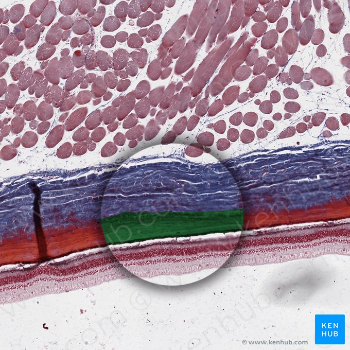 Coroide (Choroidea); Imagem: 