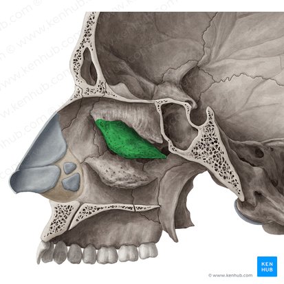 Middle nasal concha of ethmoid bone (Concha media nasi ossis ethmoidalis); Image: Yousun Koh