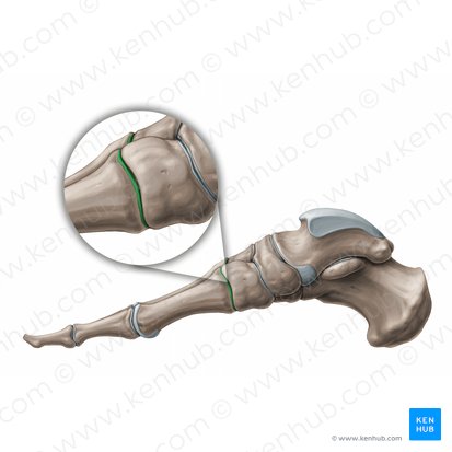 Tarsometatarsal joints (Articulationes tarsometatarseae); Image: Paul Kim