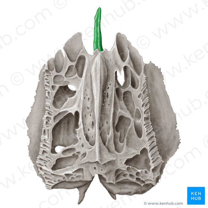 Lámina perpendicular del hueso etmoides (Lamina perpendicularis ossis ethmoidalis); Imagen: Samantha Zimmerman