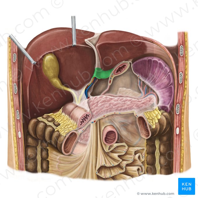 Ligamento hepatogástrico (Ligamentum hepatogastricum); Imagem: Irina Münstermann