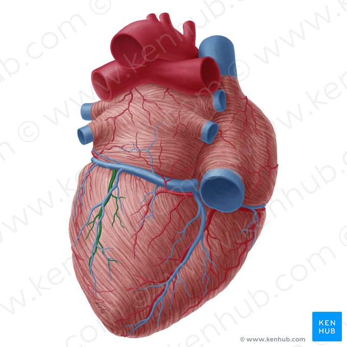 Ramo posterior do ventrículo esquerdo da artéria circunflexa do coração (Ramus inferior ventriculi sinistri arteriae circumflexae cordis); Imagem: Yousun Koh