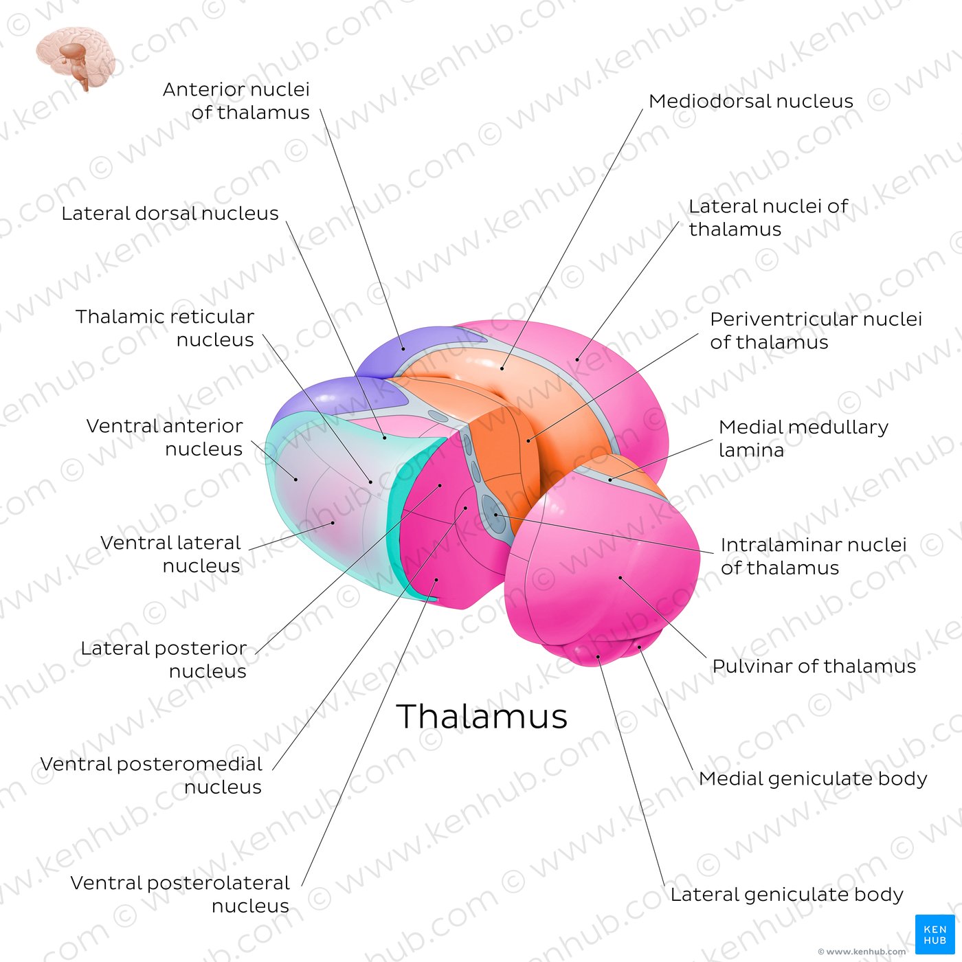 Diencephalon Anatomy And Function Kenhub
