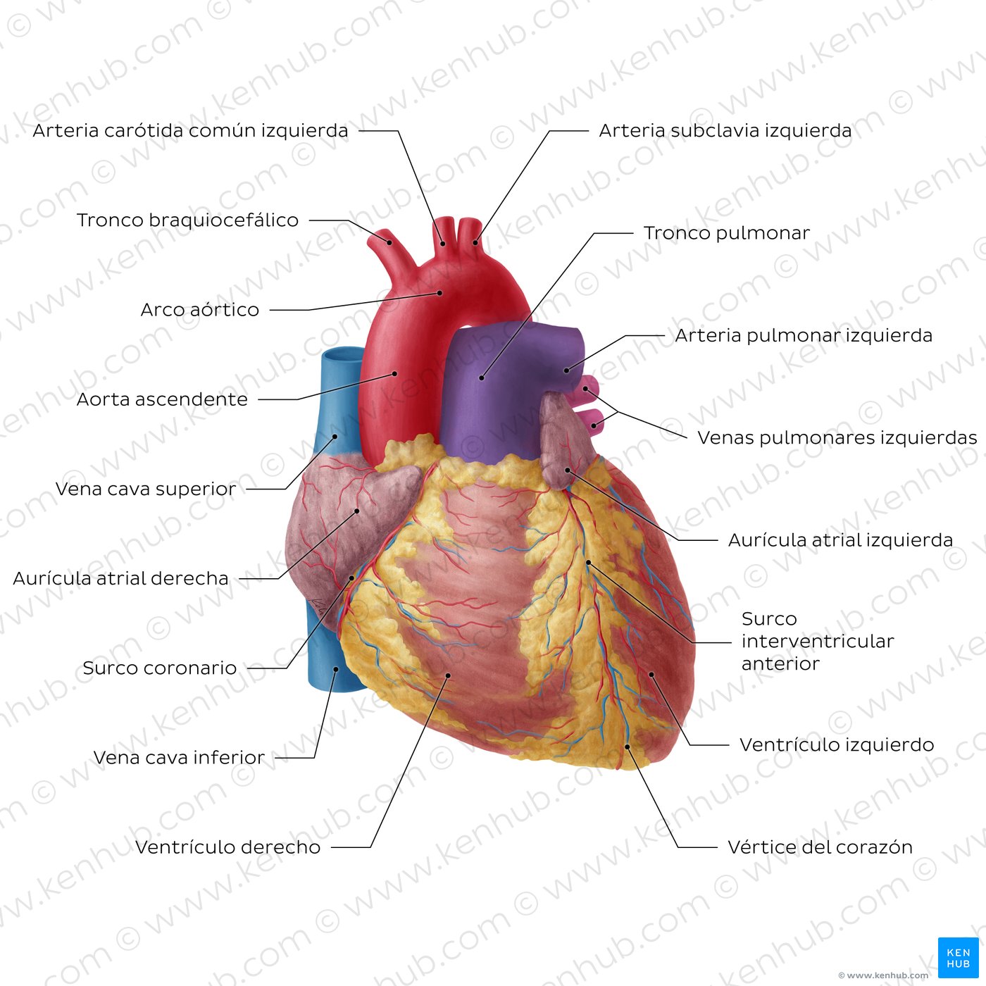 Diagrama del corazón rotulado que muestra al corazón desde una perspectiva anterior