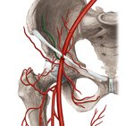 Deep circumflex iliac artery