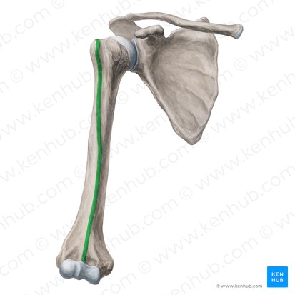 Borde anterior del húmero (Margo anterior humeri); Imagen: Yousun Koh