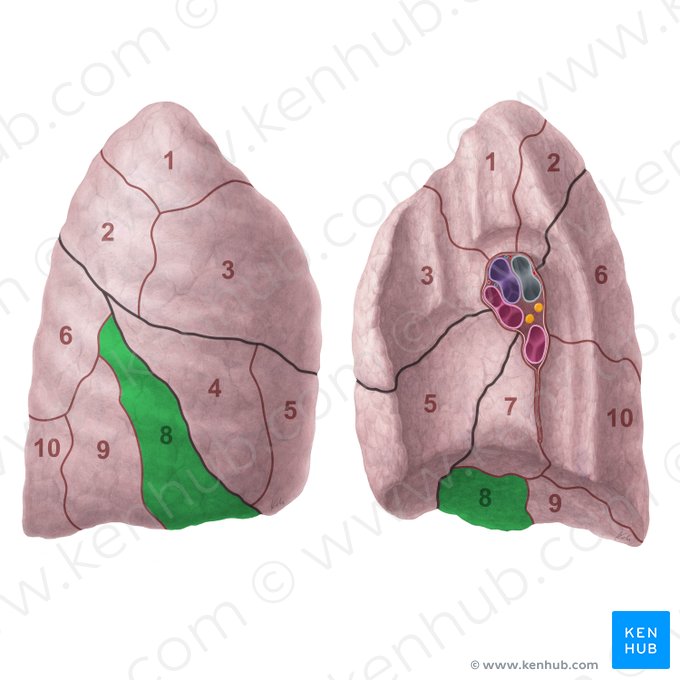 Segmentum basale anterius pulmonis dextri (Vorderes basales Segment der rechten Lunge); Bild: Paul Kim