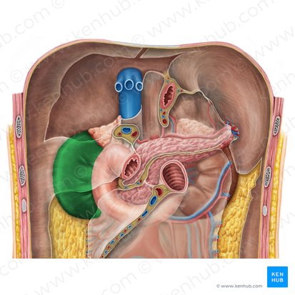 Right kidney (Ren dexter); Image: Irina Münstermann