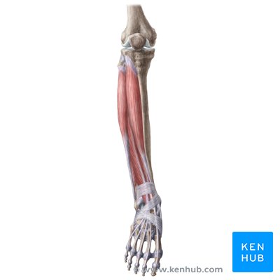 Anatomía de la pierna y la rodilla