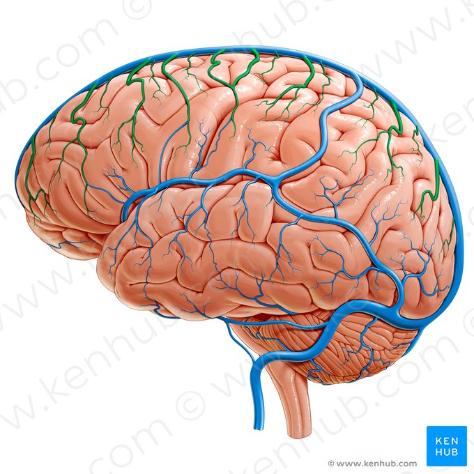 Veias cerebrais superiores (Venae superiores cerebri); Imagem: Paul Kim