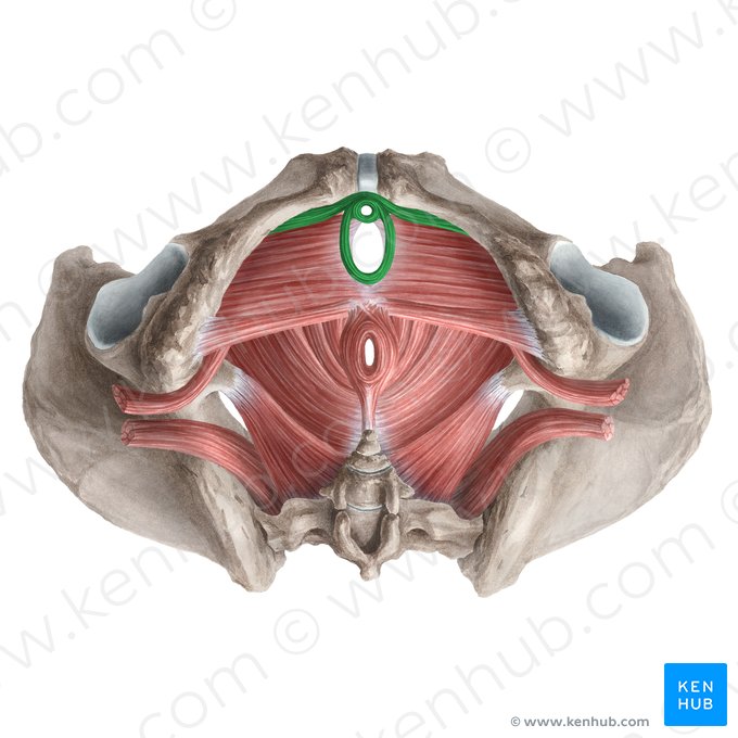Músculo esfínter externo de la uretra (femenino) (Musculus sphincter externus urethrae (femininus)); Imagen: Liene Znotina