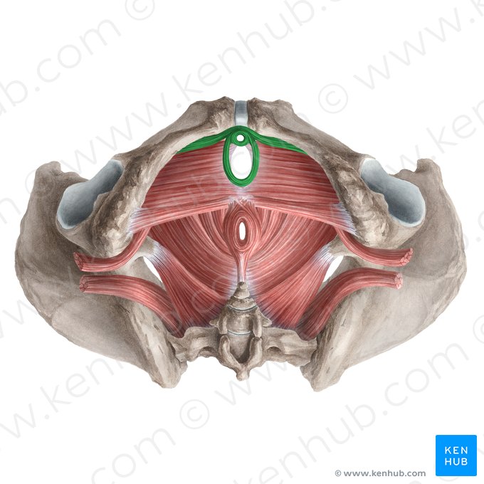 Esfíncter uretral externo (feminino) (Musculus sphincter externus urethrae femininae); Imagem: Liene Znotina