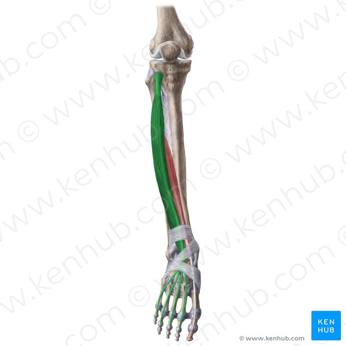 Muscle long extenseur des orteils (Musculus extensor digitorum longus); Image : Liene Znotina