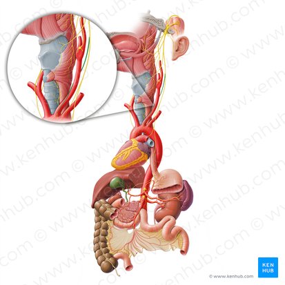 Superior cervical cardiac branch of vagus nerve (Ramus cardiacus cervicalis superior nervi vagi); Image: Paul Kim