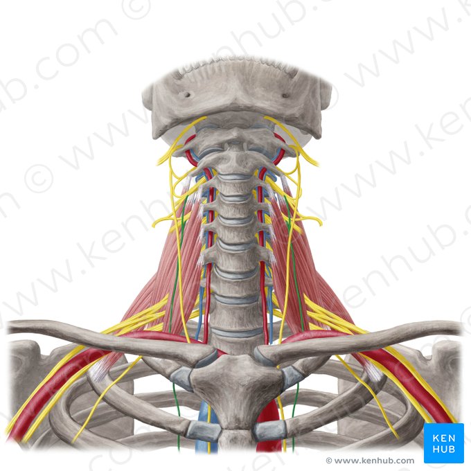 Nervio frénico (Nervus phrenicus); Imagen: Yousun Koh