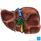 Porta hepatis