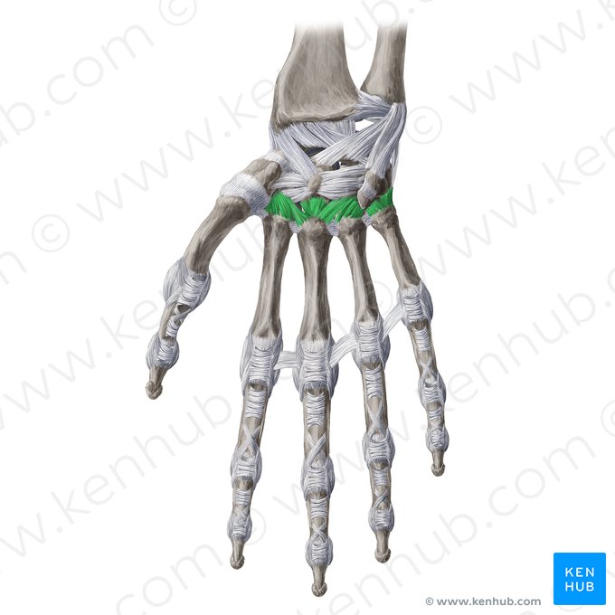 Ligamentos carpometacarpianos palmares (Ligamenta carpometacarpea palmaria); Imagen: Yousun Koh