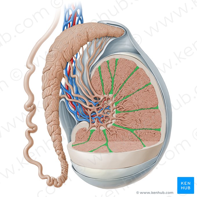 Septos do testículo (Septula testis); Imagem: Paul Kim