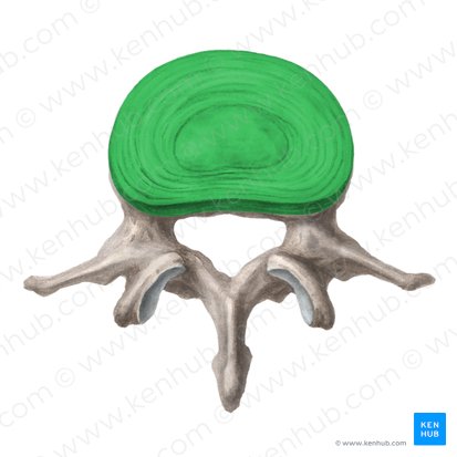 Disco intervertebral (Discus intervertebralis); Imagen: Liene Znotina