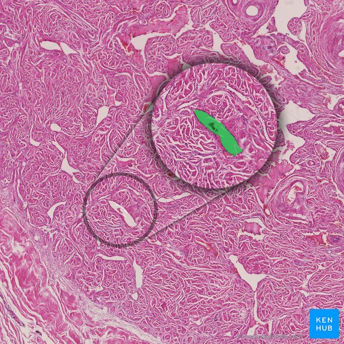 Vaso sinusoidal del cuerpo cavernoso (Vas sinusoideum corporis cavernosi); Imagen: 