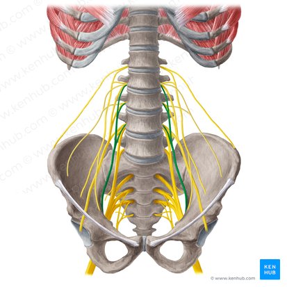 Obturator nerve (Nervus obturatorius); Image: Liene Znotina