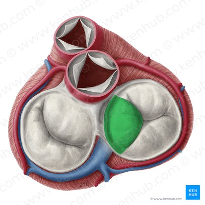 Septal leaflet of right atrioventricular valve (Cuspis septalis valvae atrioventricularis dextrae); Image: Yousun Koh