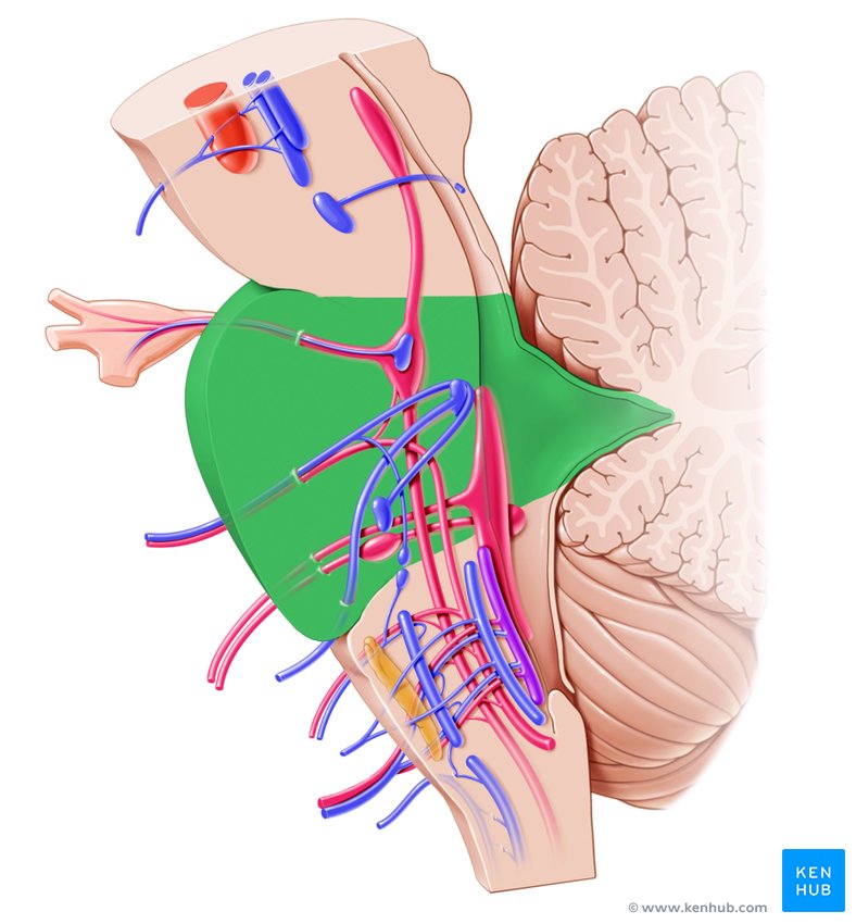 Tectum and tegmentum anatomy structure and function kenhub