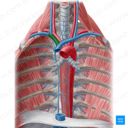 Right brachiocephalic vein (Vena brachiocephalica dextra); Image: Yousun Koh