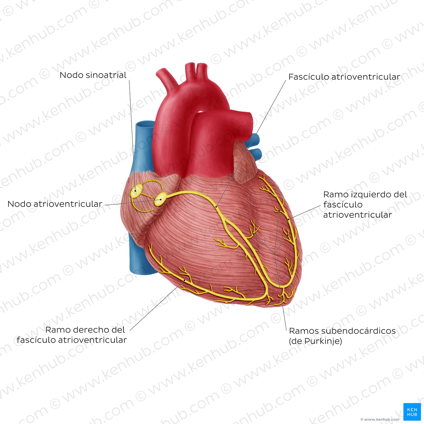 Sistema de conducción del corazón