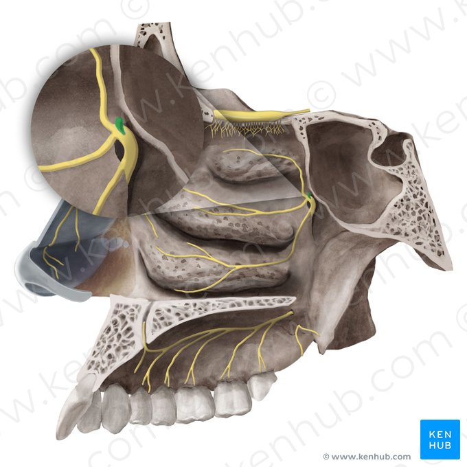 Medial superior posterior nasal branches of maxillary nerve (Rami nasales posteriores superiores mediales nervi maxillaris); Image: Begoña Rodriguez