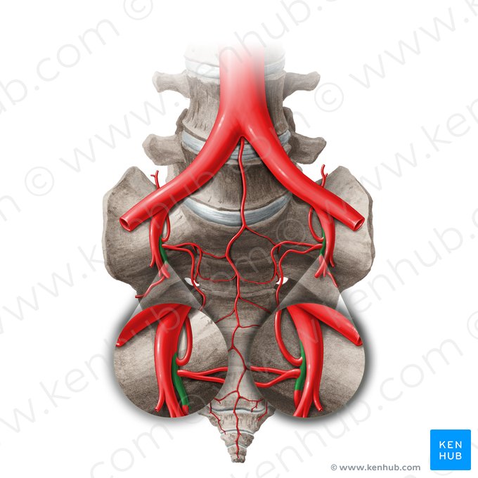 Posterior division of internal iliac artery (Divisio posterior arteriae iliacae internae); Image: Liene Znotina