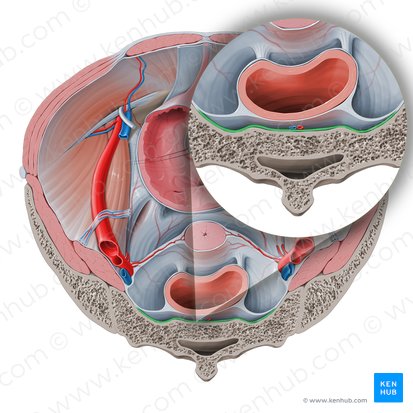 Ligamentum sacrococcygeum anterius (Vorderes Kreuzbein-Steißbein-Band); Bild: Paul Kim