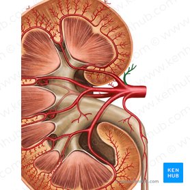 Inferior suprarenal artery (Arteria suprarenalis inferior); Image: Irina Münstermann