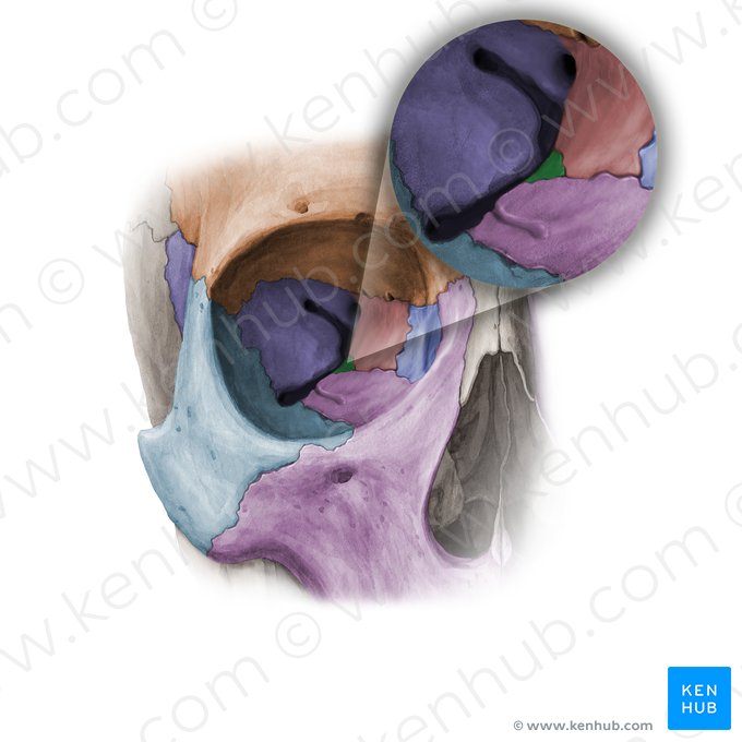 Orbital process of palatine bone (Processus orbitalis ossis palatini); Image: Paul Kim