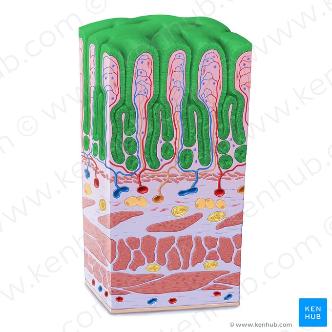 Epitélio colunar simples (Epithelium simplex columnare); Imagem: Paul Kim