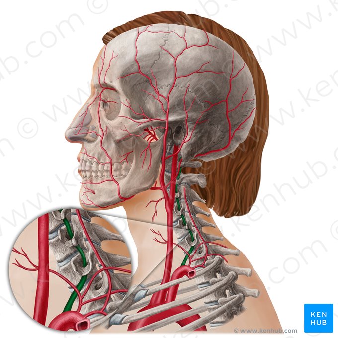 Vertebral artery (Arteria vertebralis); Image: Yousun Koh